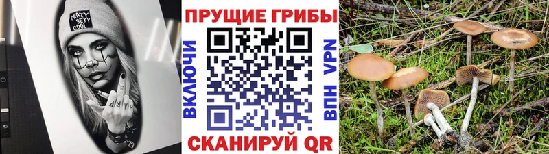 наркотики  Чехов  Галлюциногенные грибы Psilocybine cubensis 